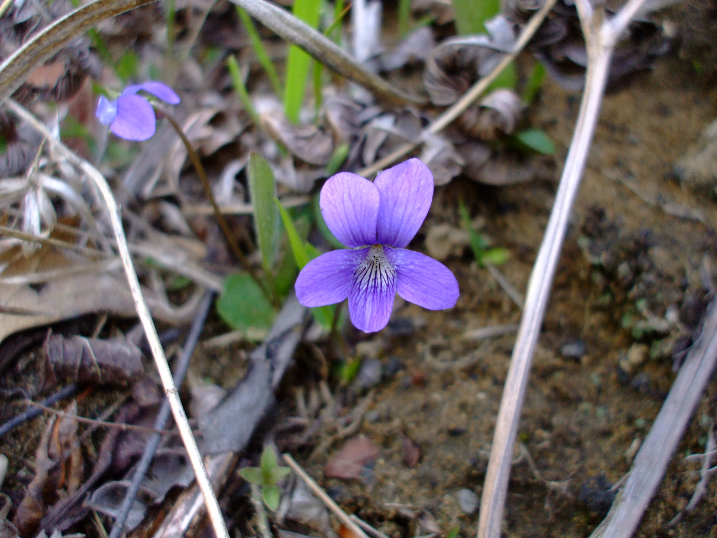Viola sagittata